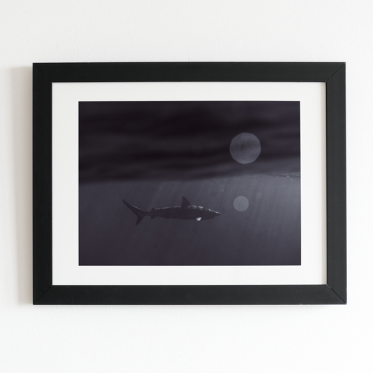 Shark Bait 2 Matte Horizontal Poster (Unframed)